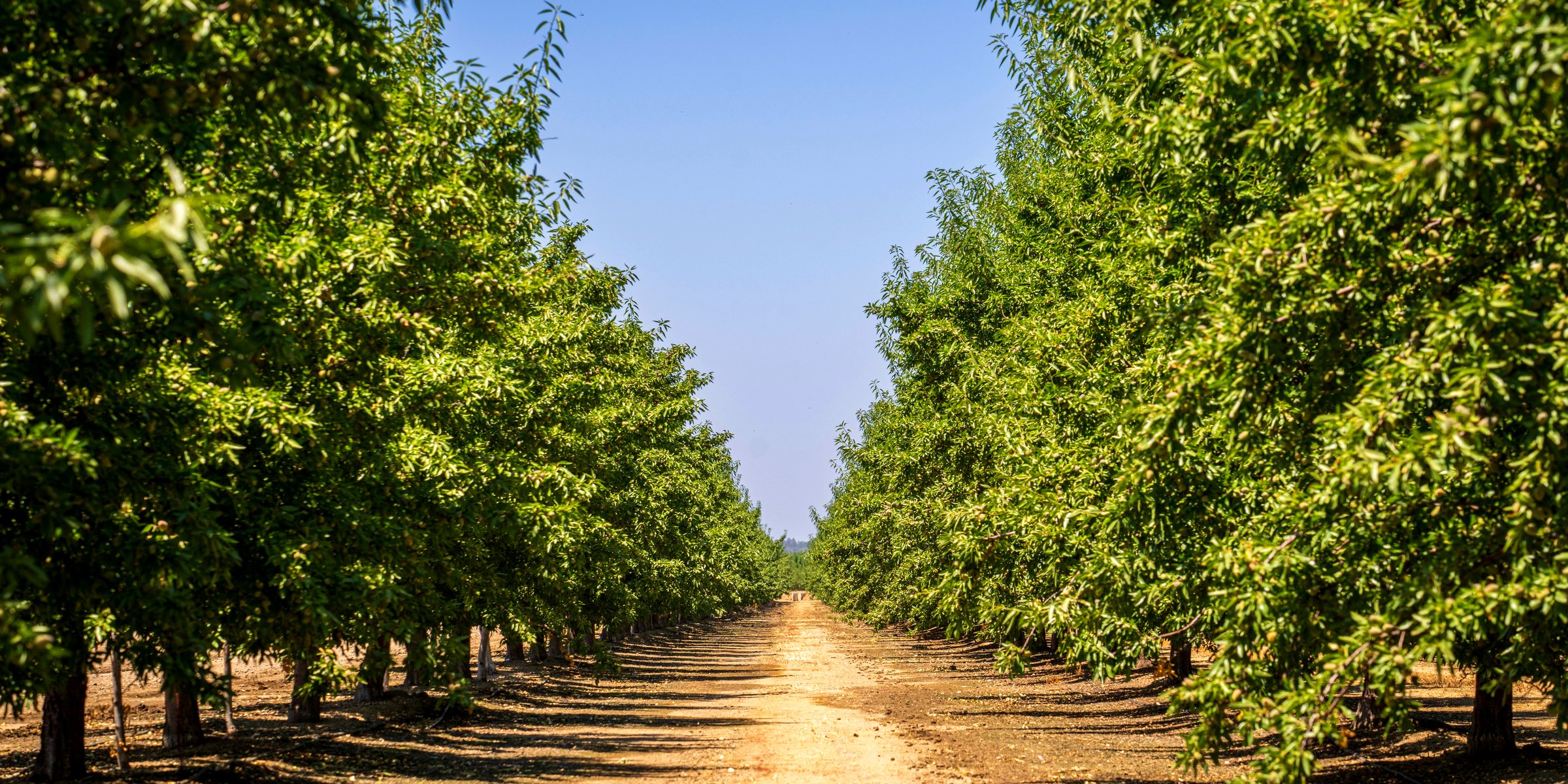 The long rows of a pecan orchard