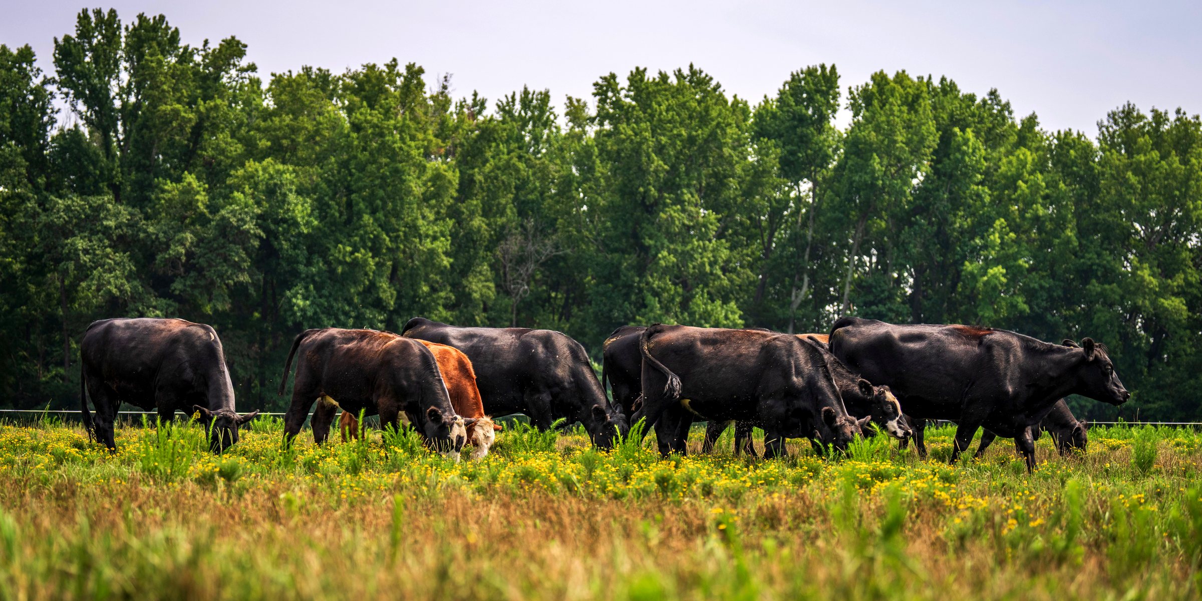 Cattle grazing a green pasture at the treeline