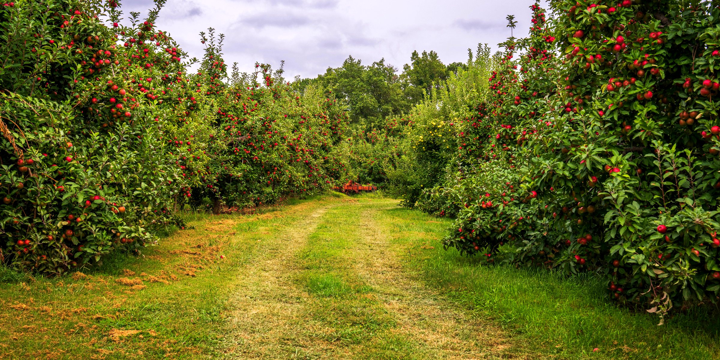 A grass track running between orchard rows