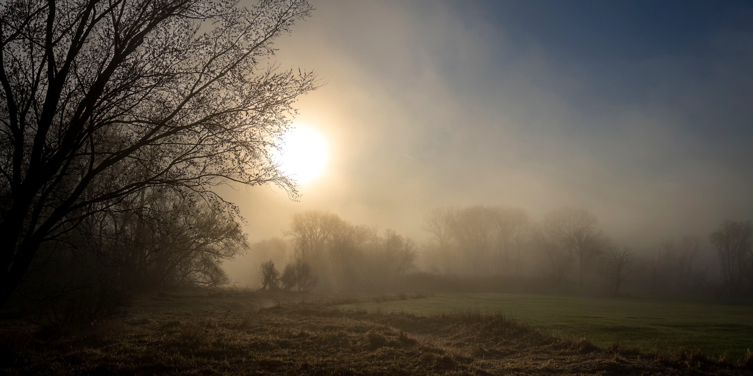 Morning mist burning off a stand of trees at the edge of a field