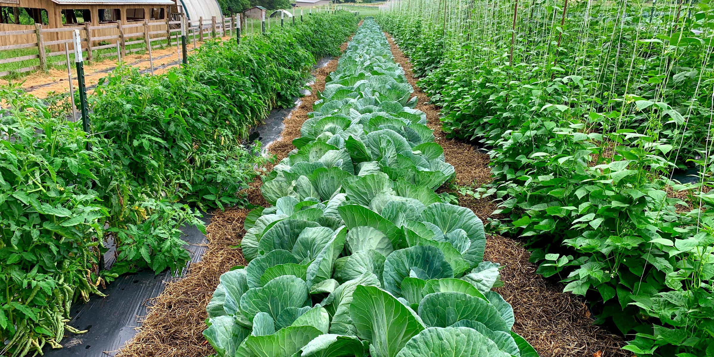 Rows of a market garden in full growth