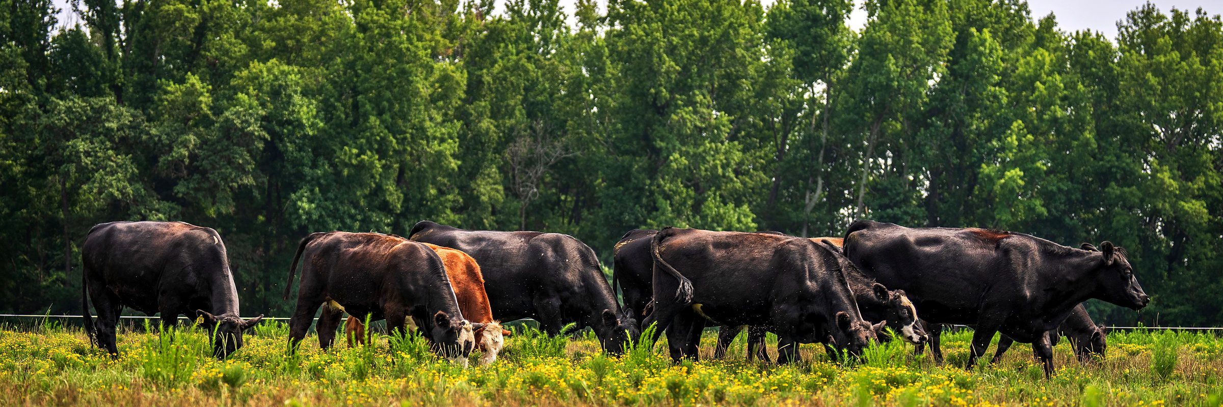 A herd of cattle grazing along a summer treeline