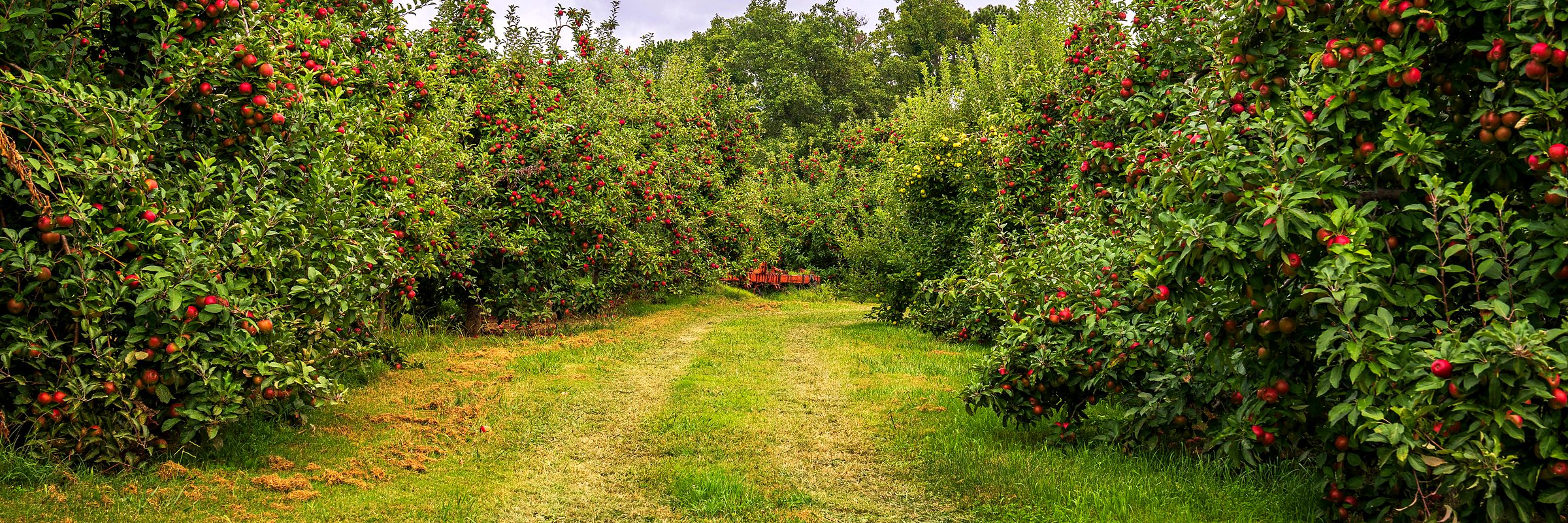 An apple orchard in fruit, a grass track running through it