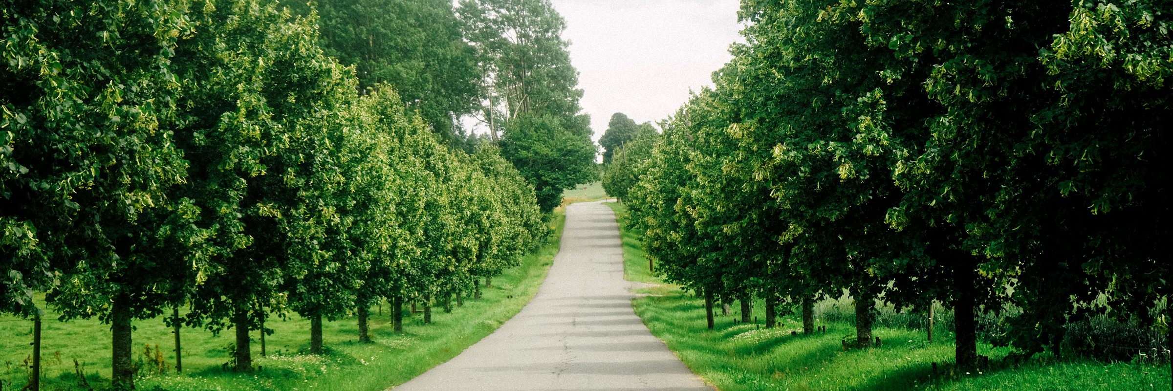 A country road lined with trees