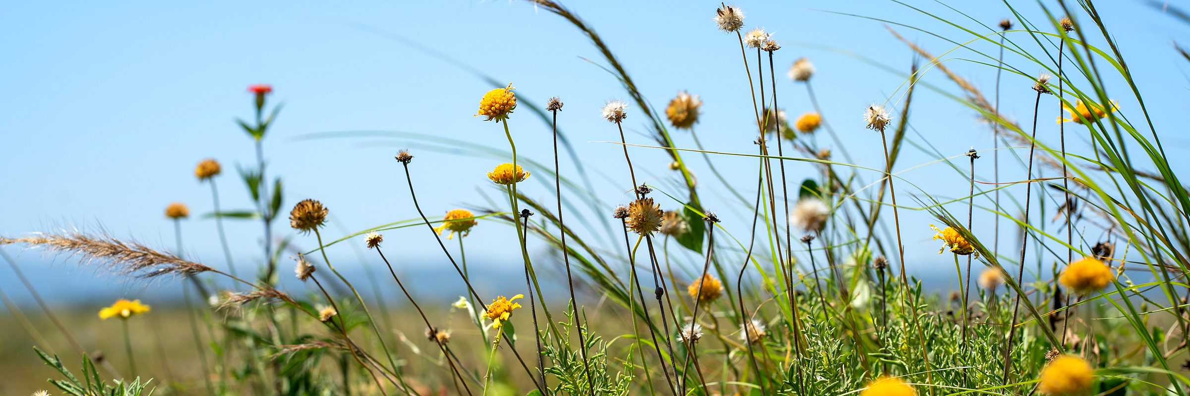 Wildflowers in a summer meadow