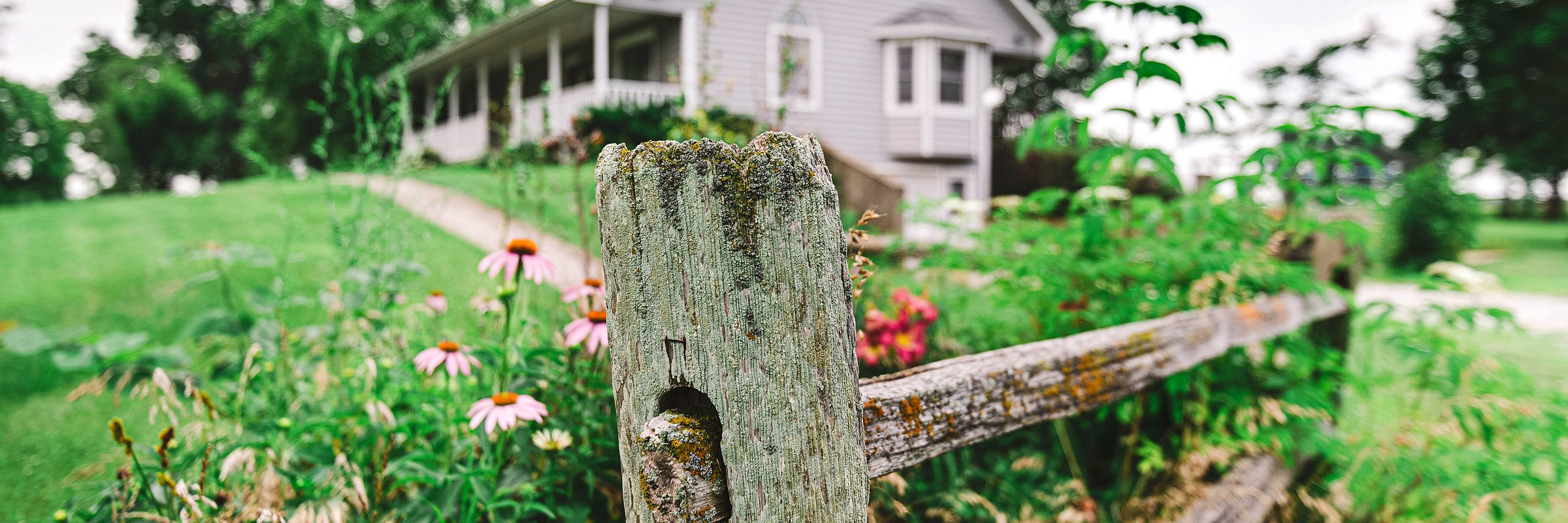 A farmhouse behind a weathered fence and coneflowers