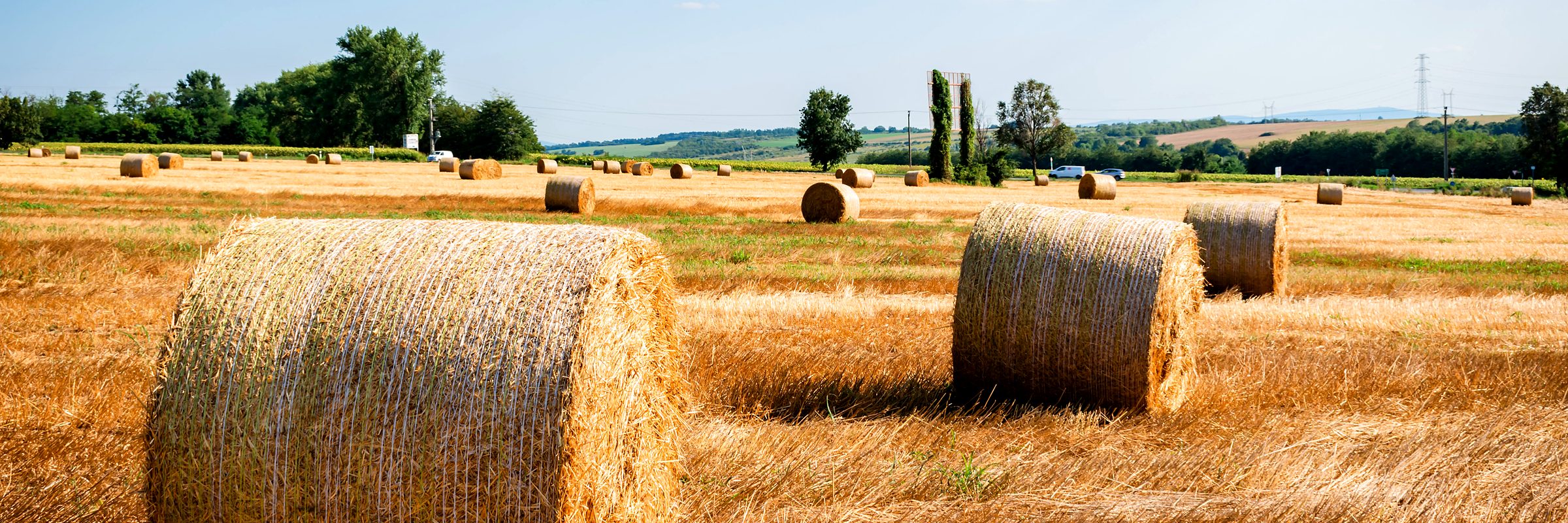 Round bales in a cut field