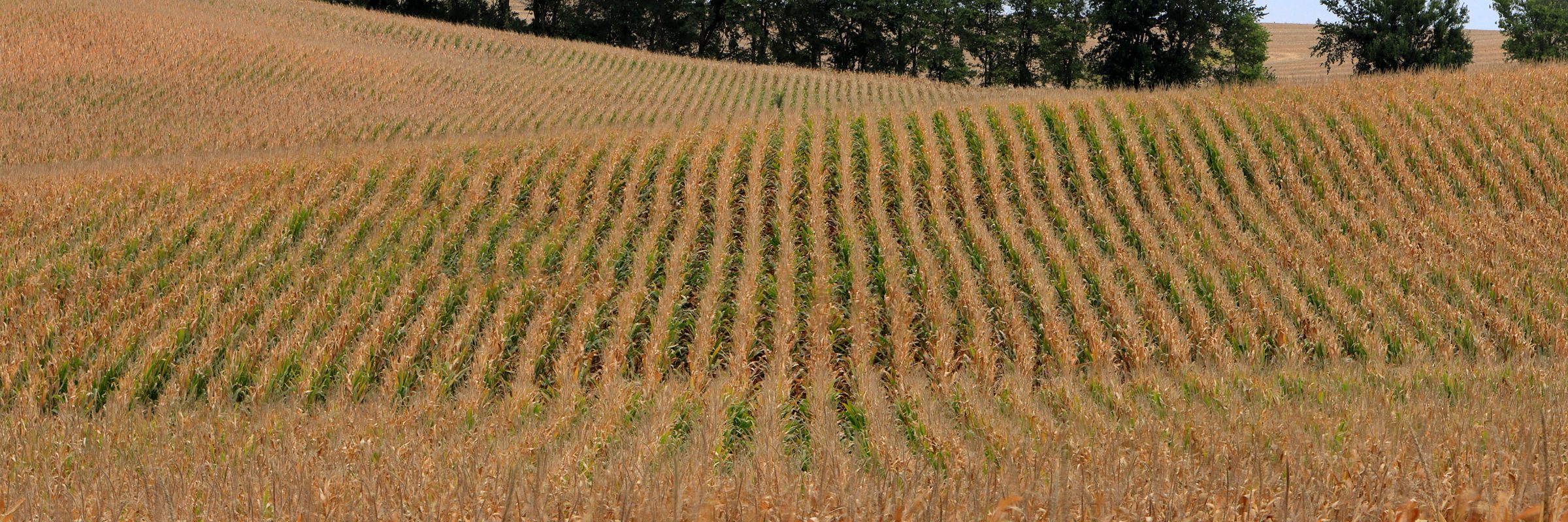 A cornfield in rows to the horizon