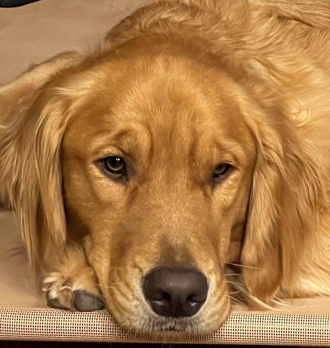 The family dog, a photograph from Tamara Cain&rsquo;s own collection